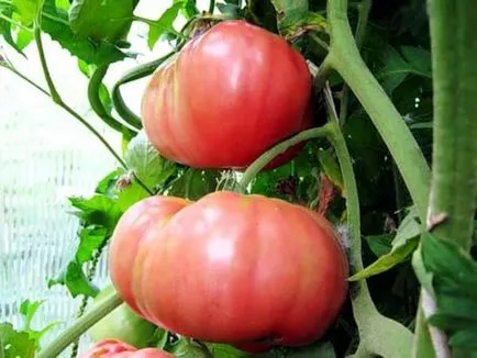Paradicsom Pink Giant vélemények és fotók, leírását és jellemzését fajta paradicsom termesztése
