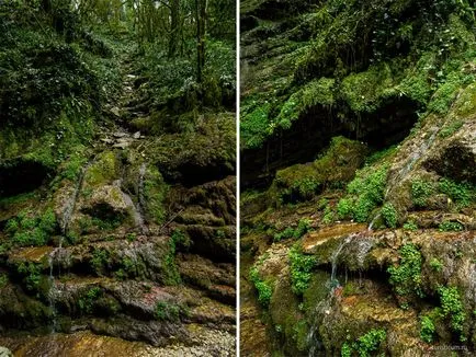 Tiszafa ligetben, a gazda, Khosta kerület Sochi