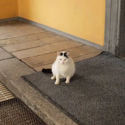 Kövér macskák (42 kép és videó) - murkote körülbelül macskák és macskák (macska) Kövér macskák (42 kép és videó) - murkote körülbelül macskák és macskák