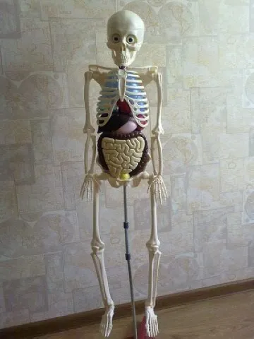 Artem csontvázát, hogyan kell keresni a gimnazisták (ház) Skeleton Artem megszerezte a gimnazisták