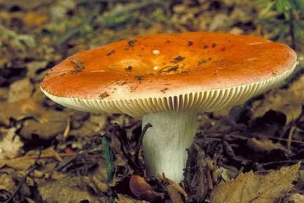 Russula - leírás és fotó a gomba (gomba Russula fotó) Russula - leírás és fotó a gomba
