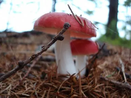Russula - leírás és fotó a gomba (gomba) Russula - leírás és fotó a gomba