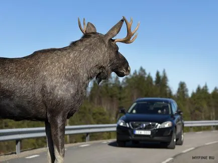 A büntetés egy lezuhant elk 2017