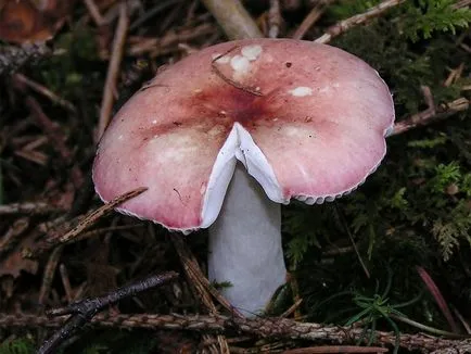 Russula - leírás és fotó a gomba (Russula) Russula - leírás és fotó a gomba