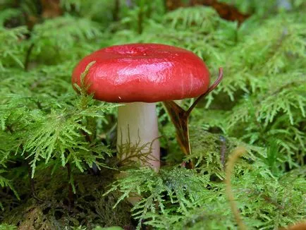 Russula - leírás és fotó a gomba (gomba Russula fotó) Russula - leírás és fotó a gomba