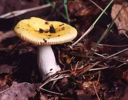 Russula - leírás és fotó a gomba (gomba) Russula - leírás és fotó a gomba