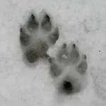 Nyomai róka, farkas, kutya, Vedmed, mezei nyúl a hóban fotó és videó