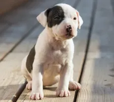 Dog amerikai staffordshire terrier (dolog) tenyészteni leírás, fotók, az ár a kölykök, vélemények