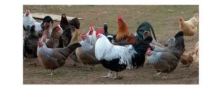 Hány csirke és kakasok tartható egy csomagban (rendelkezésre álló) Hány csirke és kakasok tartható egy csomagban