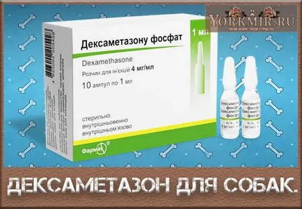Hány napot is vágjuk dexametazon dog (kutya) Hány napot is vágjuk kutya dexametazon