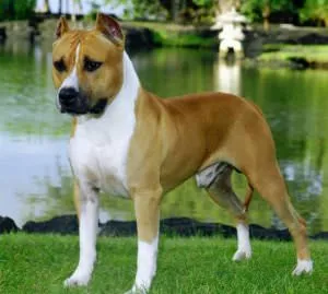Kutya cucc (50 fotó) egy kiskutya Stafford, Staffordshire Terrier 2 hónap, egy kis (kutya) Kutya cucc (50 fotó) egy kiskutya Stafford, Staffordshire Terrier 2 hónap, egy kis