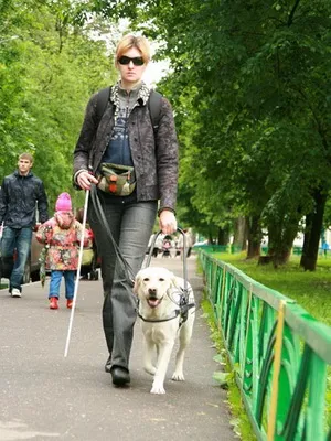 Vakvezető kutya fotók és videók a kutyák a vakok, a felkészítés a vakvezető kutyák