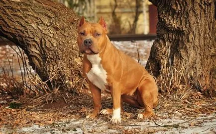 Kutya cucc (50 fotó) egy kiskutya Stafford, Staffordshire Terrier 2 hónap, egy kis (dolog) Kutya cucc (50 fotó) egy kiskutya Stafford, Staffordshire Terrier 2 hónap, egy kis