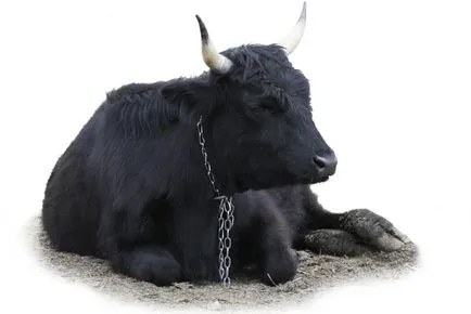 Álomértelmezés mi álmok bika