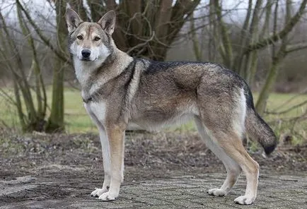 Kutya-farkas - a név a fajta (kan német juhász) Kutya-farkas - a nevét a fajta
