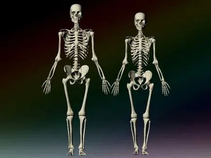 Elhelyezés 3d emberi csontvázat - alkotóműhely Igorya Petunina