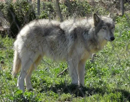 Kutyaszerű farkas - fénykép sziklák a nevét a kutya keresztezték a farkas