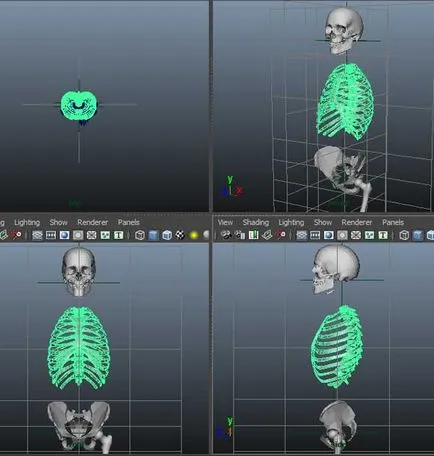 Elhelyezés 3d emberi csontvázat - alkotóműhely Igorya Petunina