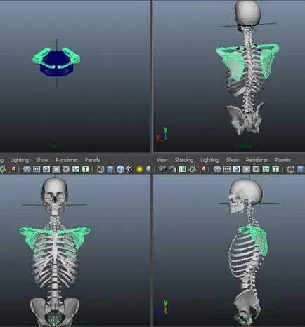 Elhelyezés 3d emberi csontvázat - alkotóműhely Igorya Petunina
