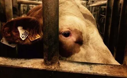 Megmentett macskák előtt és után a metamorfózis a szerelem - vegán (Néhány hónappal később) Megmentett macskák előtt és után a metamorfózis a szerelem - vegán