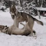 Listája kutyafajták hasonló farkasok (farkas) Listája kutyafajták hasonló farkasok