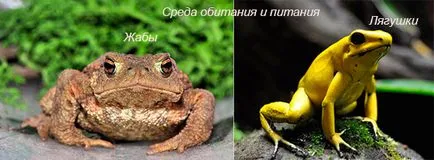 Összehasonlítás varangyok és békák - alapanyagok hasonlóságok és különbségek (összehasonlítás) Összehasonlítás varangyok és békák - a fő hasonlóságok és különbségek