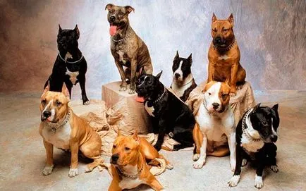 Staffordshire Terrier tartalom, a természet és a gondozás
