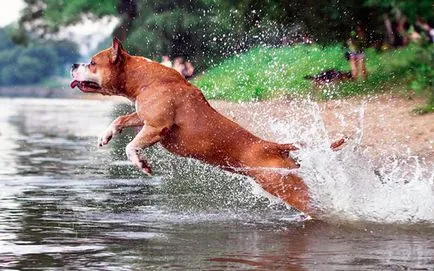 Staffordshire Terrier tartalom, a természet és a gondozás