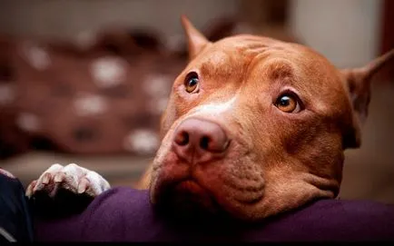 Staffordshire Terrier tartalom, a természet és a gondozás