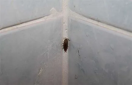 Módja, hogy megszabaduljon a woodlice a lakásban, és a hazai