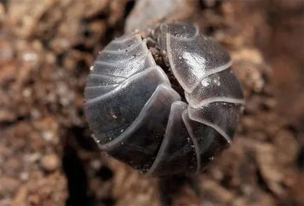 Módja, hogy megszabaduljon a woodlice a lakásban, és a hazai