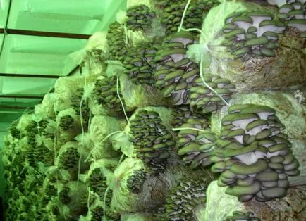 Oyster termesztési módszerek az országban (ürítés) Ways, hogy növekszik a laskagomba a ház