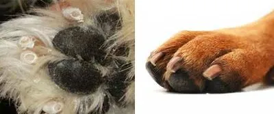 Kaszálás karmok kutyák
