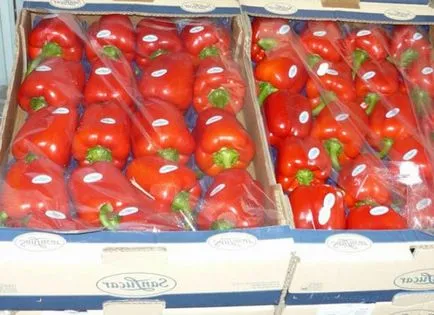 Greenhouse bors meghatározása érési idő és a betakarítás, kertész (gyűjtemény) Greenhouse bors meghatározása érési idő és a betakarítás, kertész