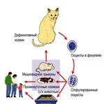 A toxoplazmózis macskák diagnózis, kezelés, megelőzés, állatorvosi szolgálata a Vladimir régió (macska) A toxoplazmózis macskák diagnózis, kezelés, megelőzés, állatorvosi szolgálata a Vladimir régió