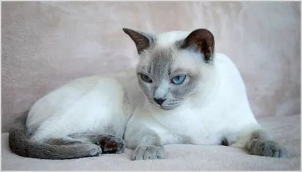 Tonkinese cat (Tonkinese) fényképek, videók, ár, karakter, fajta leírás