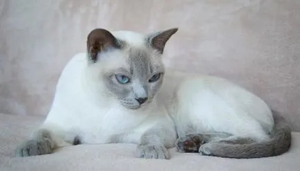 Tonkinese macska - fajta leírása fotókkal