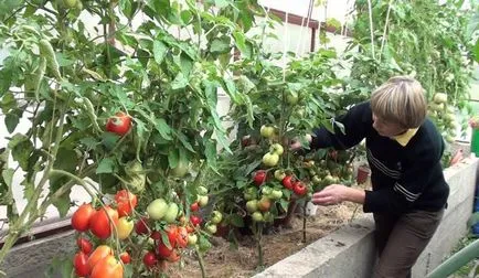 Paradicsom Sanya (Sanya) fotó minőségű, leírása és jellemzése, a reálhozamok, termesztés