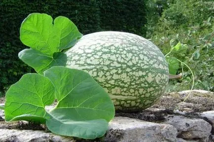 Látszatcselekvés lesz belőle tök friss zöldség a kertben