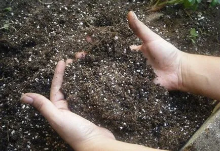 Paradicsom Sanya (Sanya) fotó minőségű, leírása és jellemzése, a reálhozamok, termesztés
