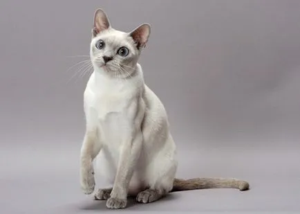 Tonkinese macska - fajta leírása fotókkal