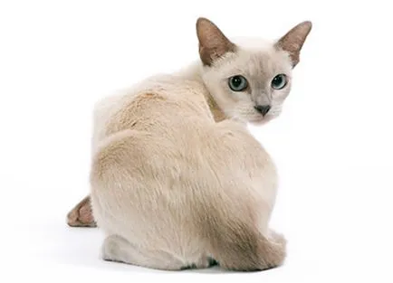 Tonkinese cat (Tonkinese) leírását a fajta, fotó, betű, óvoda tulajdonosok és vélemények
