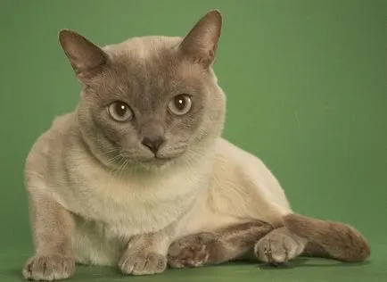 Tonkinese cat (Tonkinese) fotók, ár, fajta leírás, karakter, videó, óvodák - körülbelül murkote