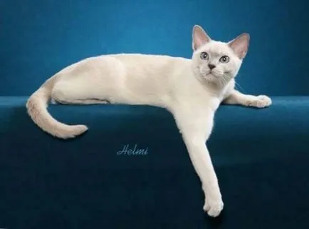 Tonkinese macska - fajta leírása fotókkal