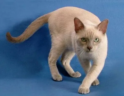Tonkinese macska - fajta leírása fotókkal