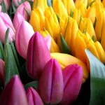 Tulipán tavaszi különösen leszállás és karbantartása - celhozportal