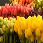Tulipán tavaszi különösen leszállás és karbantartása - celhozportal