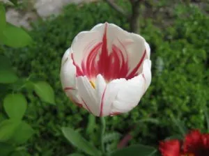 Tulipán tavaszi különösen leszállás és karbantartása - celhozportal