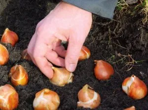 Tulipán tavaszi különösen leszállás és karbantartása - celhozportal