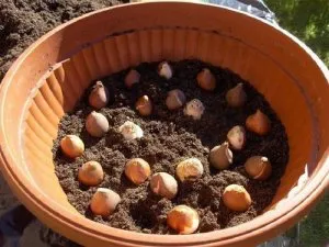 Tulipán tavaszi különösen leszállás és karbantartása - celhozportal